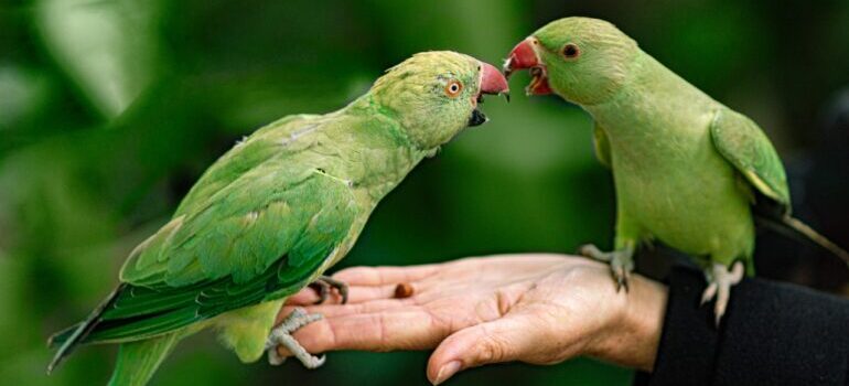 two green parrots on a hand