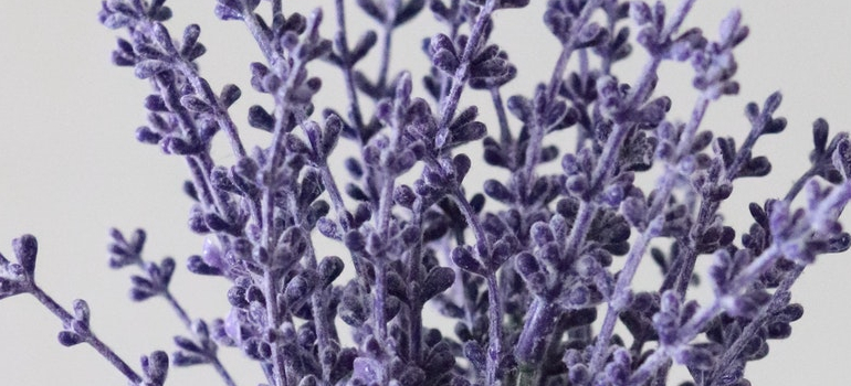 image of lavender