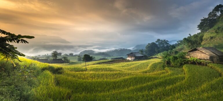 a large green farmland representing some of Malyland places where argiculture businesses are booming