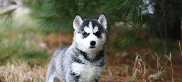 Puppy in a park 