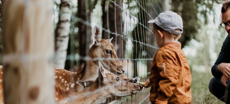 child feeding a deer