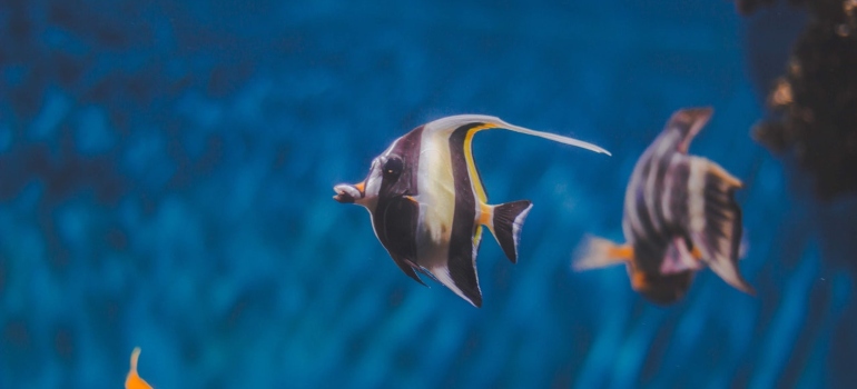 An angelfish in an aquarium