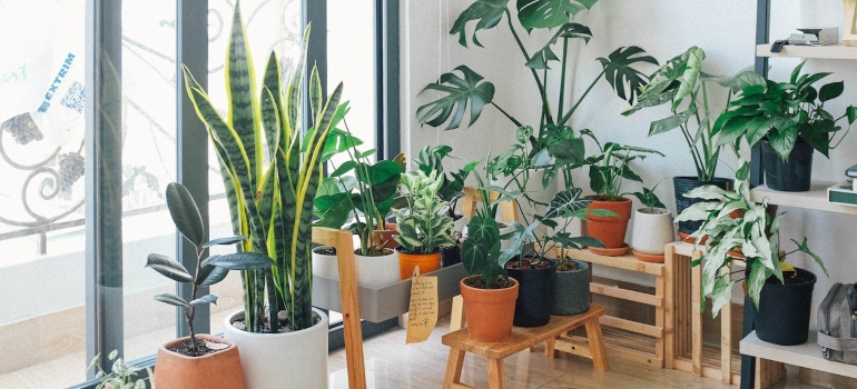 Picture of indoor plants 
