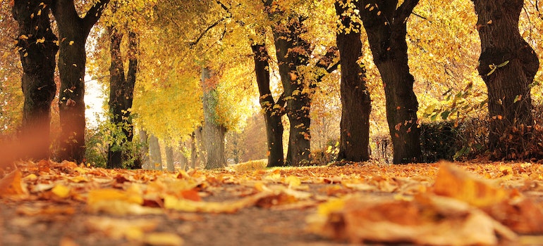 Fall leaves in a forest