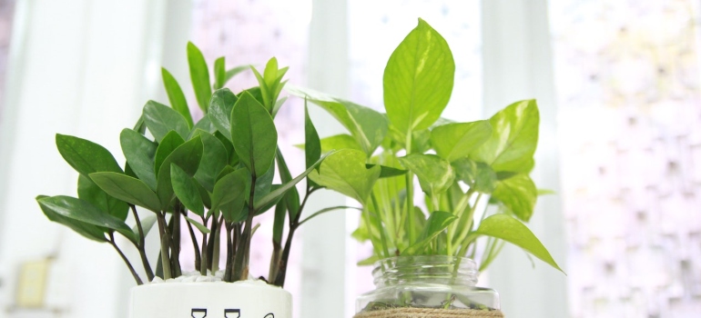 Picture of a pothos and ZZ plant 