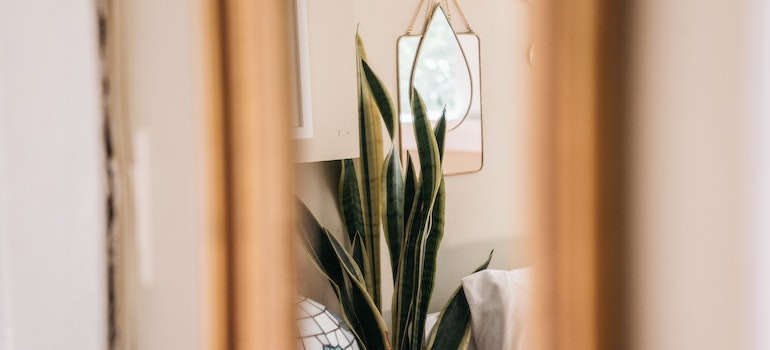 A snake plant in a well-lit bedroom