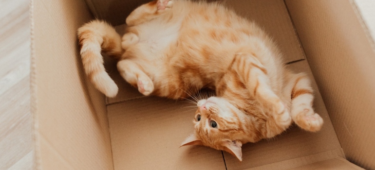 Picture of a cat in a box 