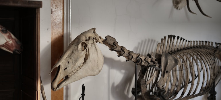 Skeleton of a horse in a museum