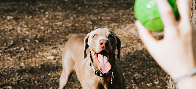 a dog playing a game of fetch with its owner in a park in Bethesda