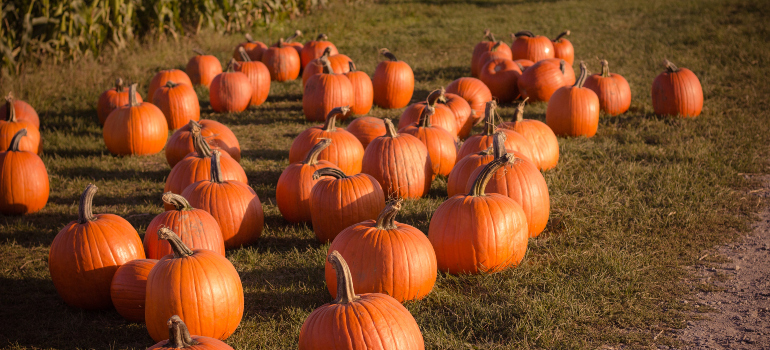 a field with pumpkins ready to be collected by fall enthusiasts