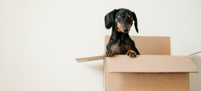 a dog in the cardboard box
