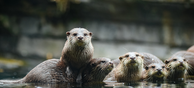 a group of otters looking very cute