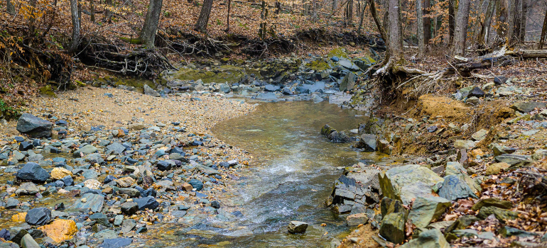 a creek in a forest