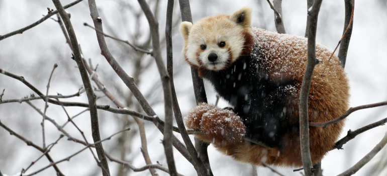 a red panda sitting in the tree