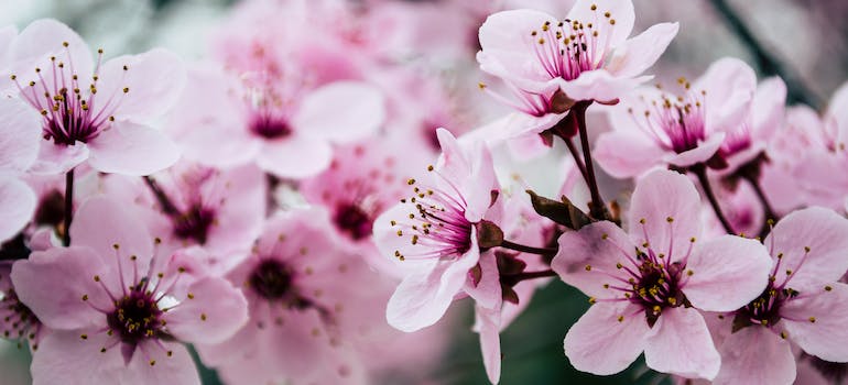 a close-up of the cherry blossom flowers