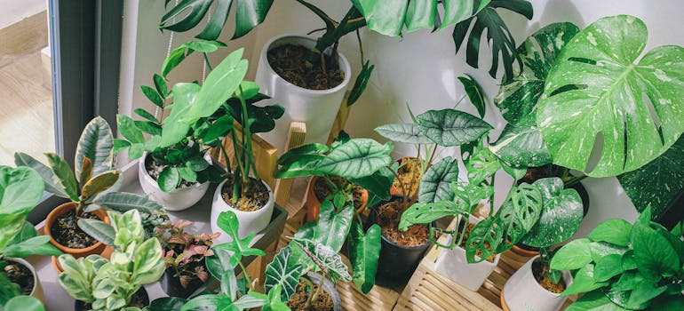 a corner filled with indoor plants which is a great idea if you want to make your new Washington DC home eco-friendly