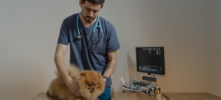 a vet is examining a cute Pomeranian dog
