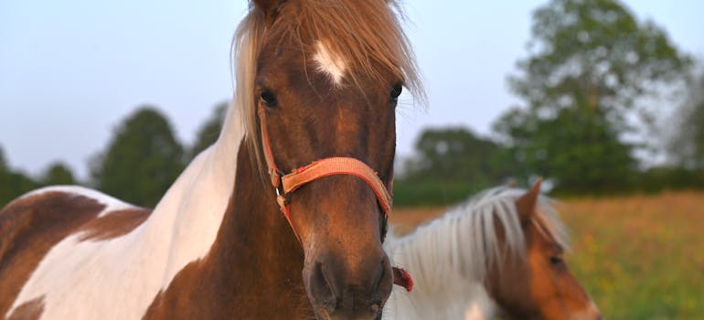 two beautiful horses at one of the top weekend getaways in Northern Virginia