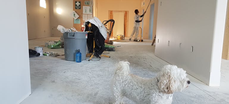 a home that is going through repairs and a dog in it