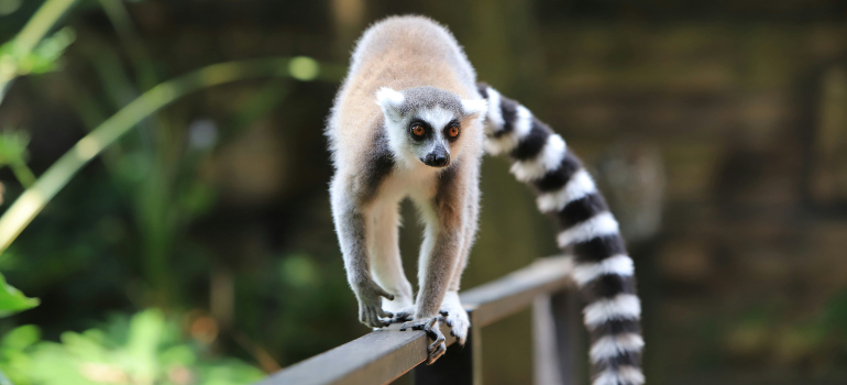 a cute lemur at the Zoo in the nation's capital