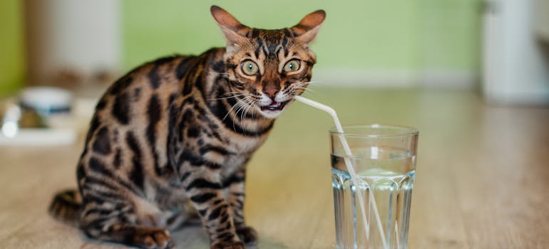 a cat fighting one of the risks of moving with a pet in the summer by drinking water