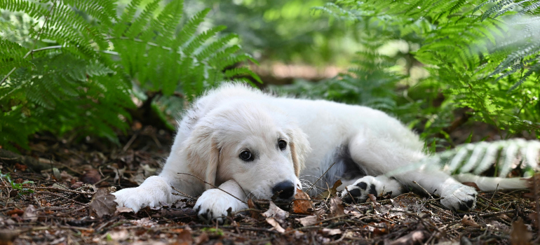 a cute labrador, lying in the woods and looking lost