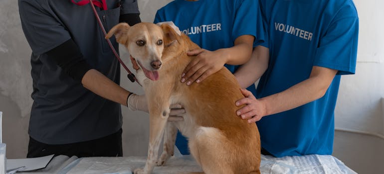 a dog being examined by three vets