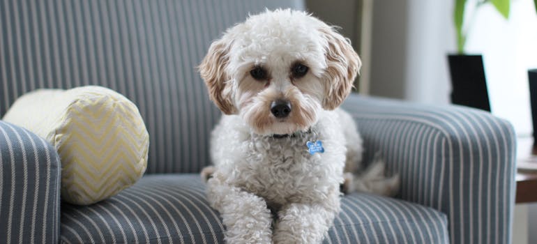 a cute white dog on a striped chair