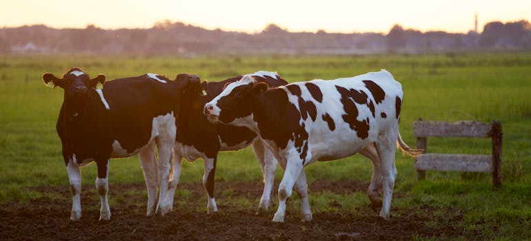 several cows at one of the top attractions in Gaithersburg MD