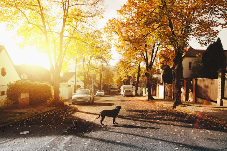 Dog standing on the road