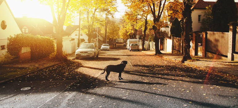 a street in the fall