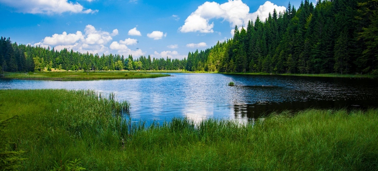 Scenic View of Lake in Forest