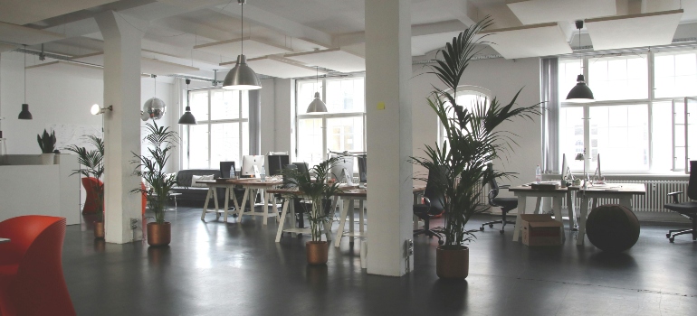 Green Leafed Plants in an office
