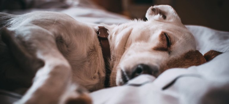 Dog sleeping