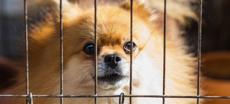 Dog in a cage