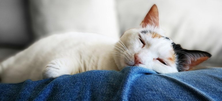 A cat enjoying and sleeping on someones legs.