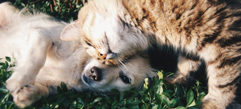 Cat and dog on grass