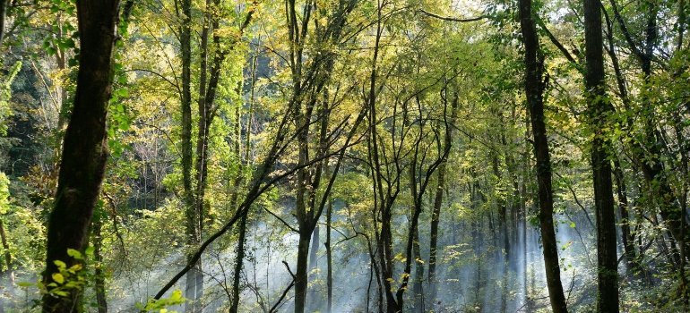 Forest in Sterling