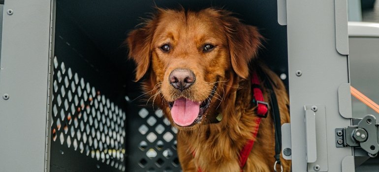 Pet crate setup to keep animals safe while movers are moving and packing on moving day.